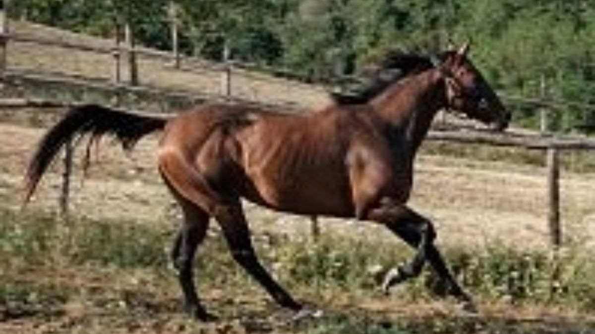 Appuntamento a Mociano per le corse di addestramento