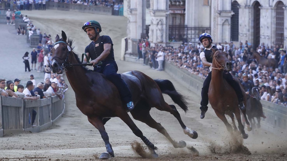 I cavalli ammessi alla tratta del Palio di Luglio