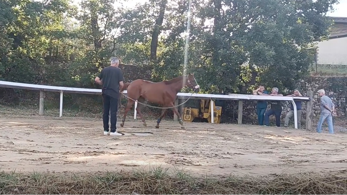 I cavalli pi&ugrave; chiacchierati in vista della tratta