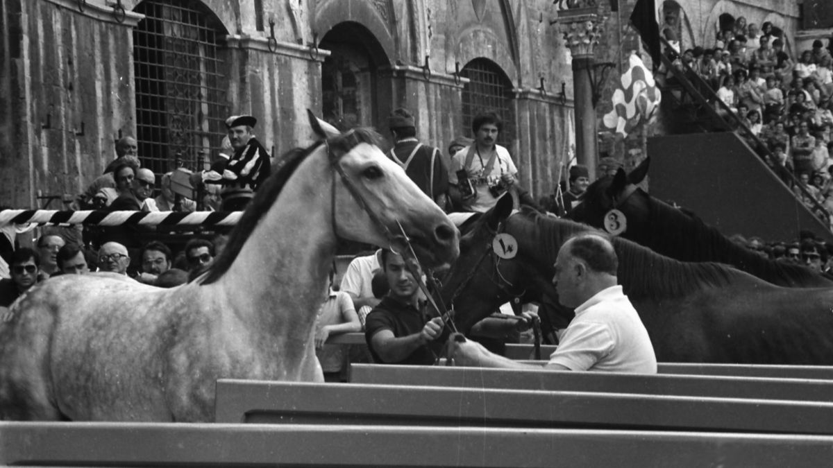 Il cavallaio: ritratto in versi