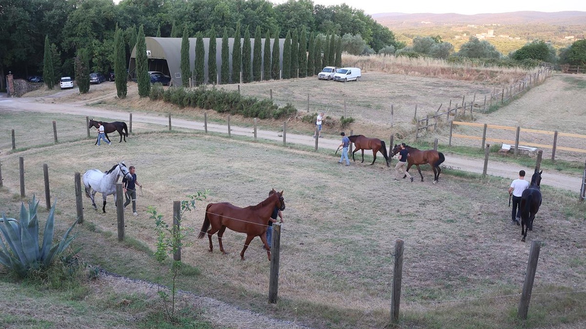 Sono 108 i cavalli ammessi alle previsite per il palio di agosto