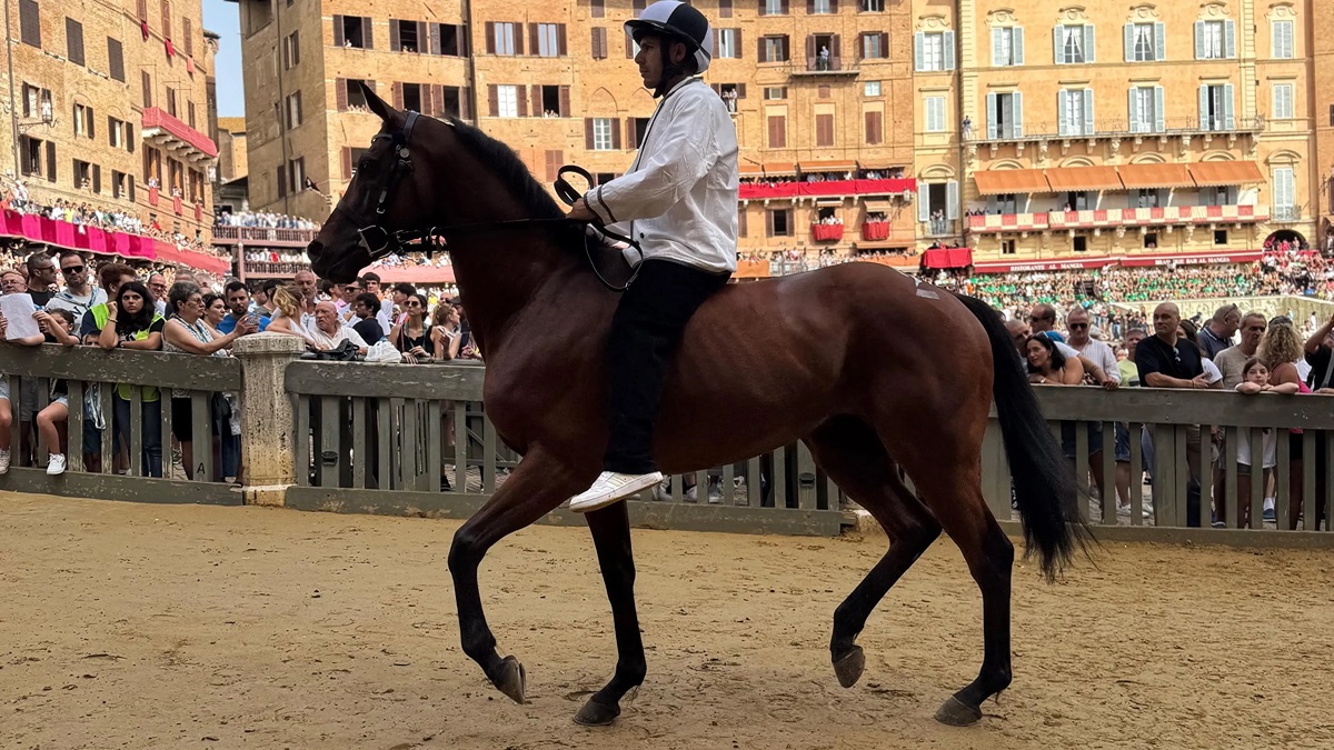 Ecco i cavalli ammessi alle prove di notte per il palio di Agosto 2026