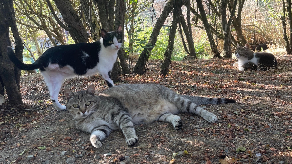 Sotto il sole di Siena, l&rsquo;amore non va in vacanza: l&rsquo;Oasi Felina I Cassiopei contro la piaga dell&rsquo;abbandono