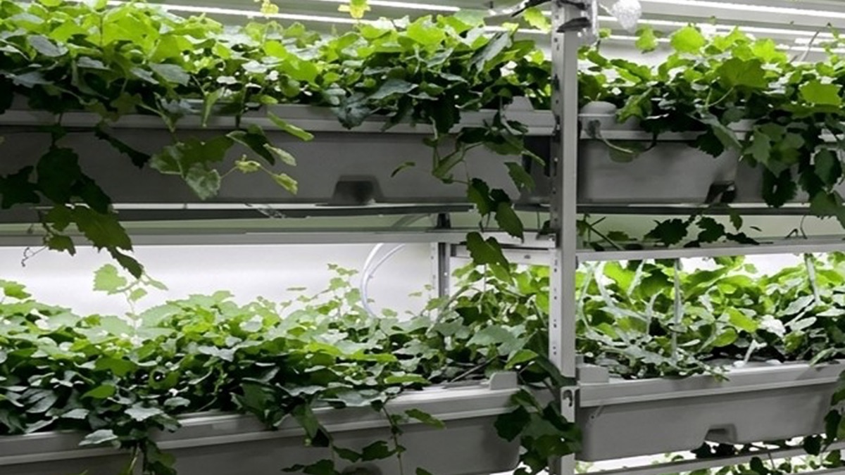 Vigneti senesi, al Santa Chiara Lab la ricerca per combattere siccit&agrave; e stress climatico