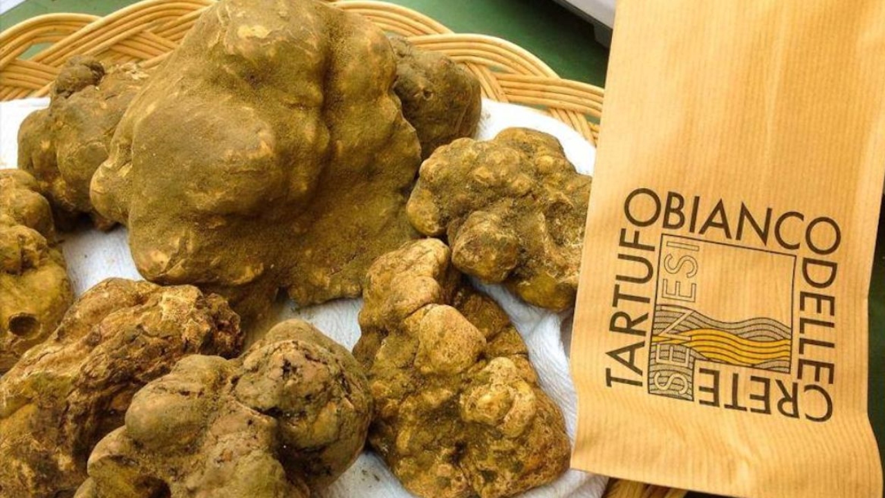 Nuove regole per il Tartufo delle Crete Senesi: tutela dei marchi, tracciabilit&agrave; e difesa dei boschi