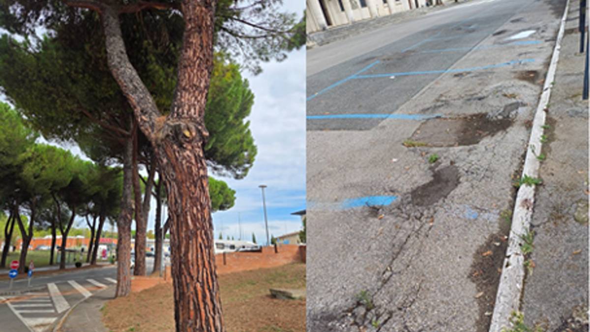 Taglio degli alberi, al via un progetto di riqualificazione con abbattimento di 11 pini